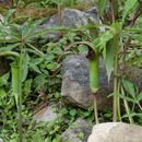 Imagem de Arisaema erubescens (Wall.) Schott