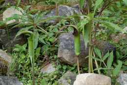 Imagem de Arisaema erubescens (Wall.) Schott