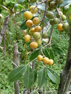 Image of Climbing orange