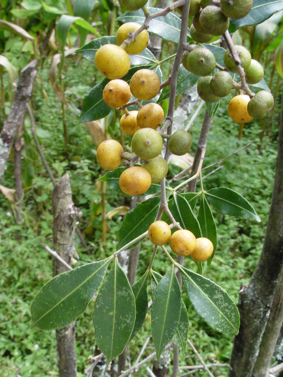 Sivun Toddalia asiatica (L.) Lam. kuva