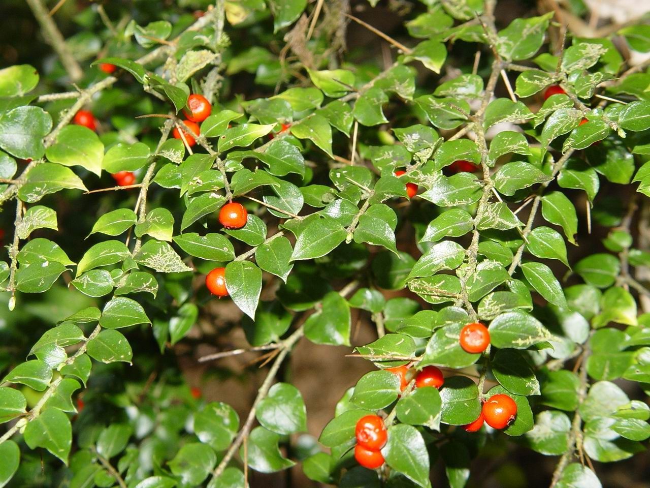 Image of Damnacanthus indicus C. F. Gaertn.