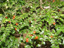 Image of Damnacanthus indicus C. F. Gaertn.