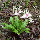 Plancia ëd Primula agleniana I. B. Balf. & Forrest