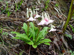 Sivun Primula agleniana I. B. Balf. & Forrest kuva