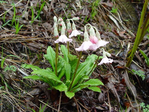 Primula agleniana I. B. Balf. & Forrest resmi