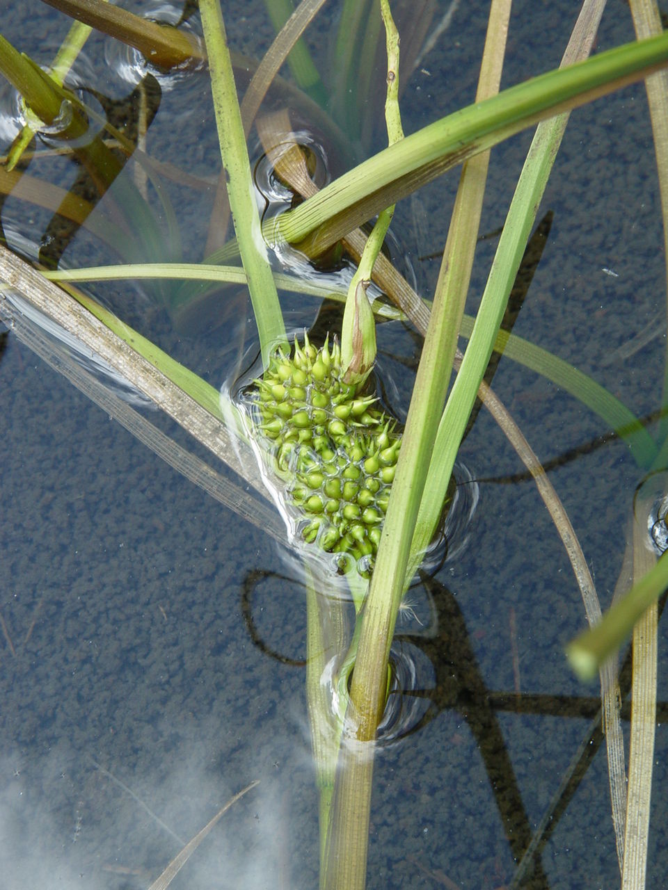 Image of Sparganium fallax Graebn.