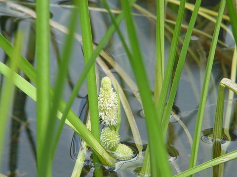 Image of Sparganium fallax Graebn.