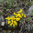 Image of Androsace bisulca var. aurata (Petitm.) Yung C. Yang & R. F. Huang