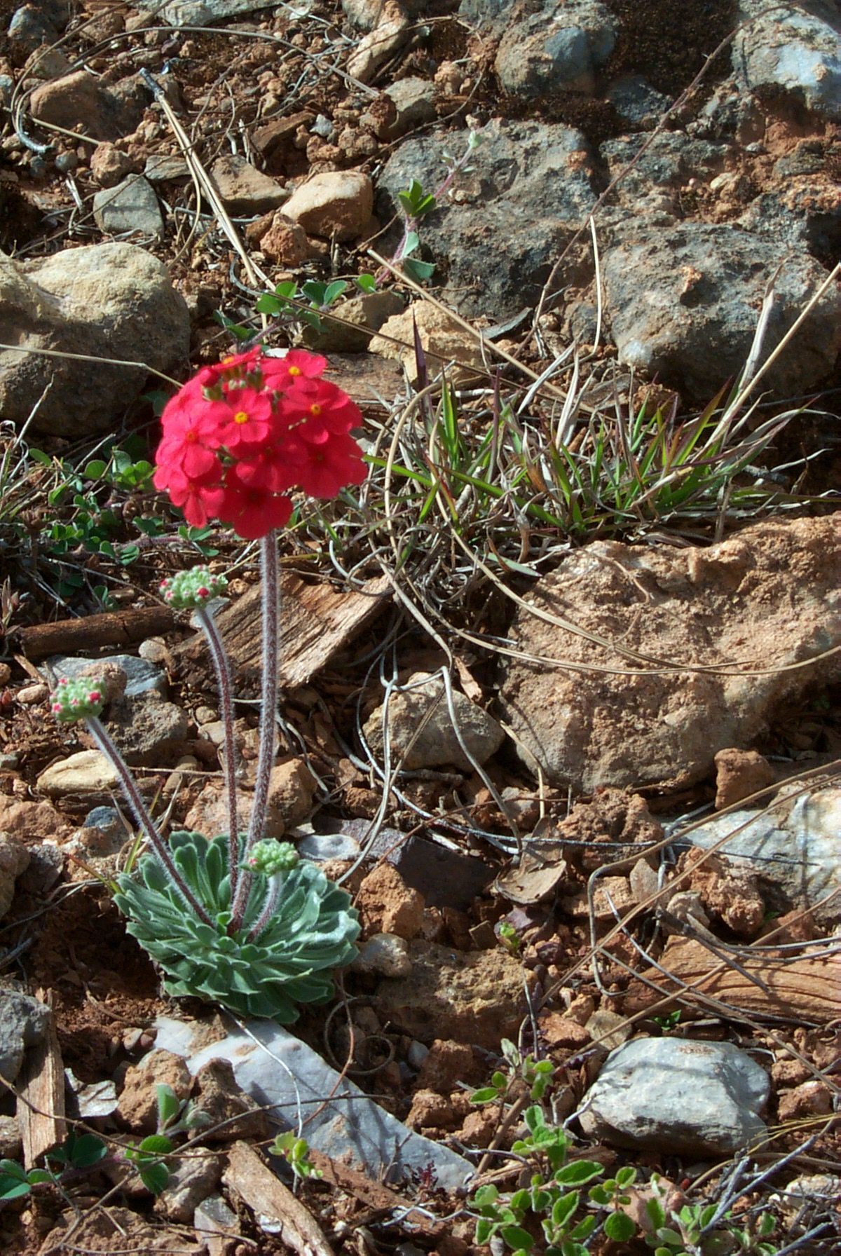 Image of Androsace bulleyana Forrest