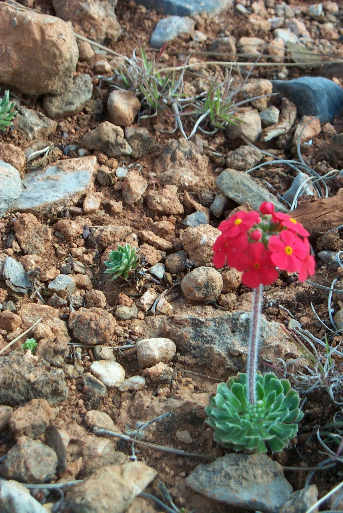 Image of Androsace bulleyana Forrest