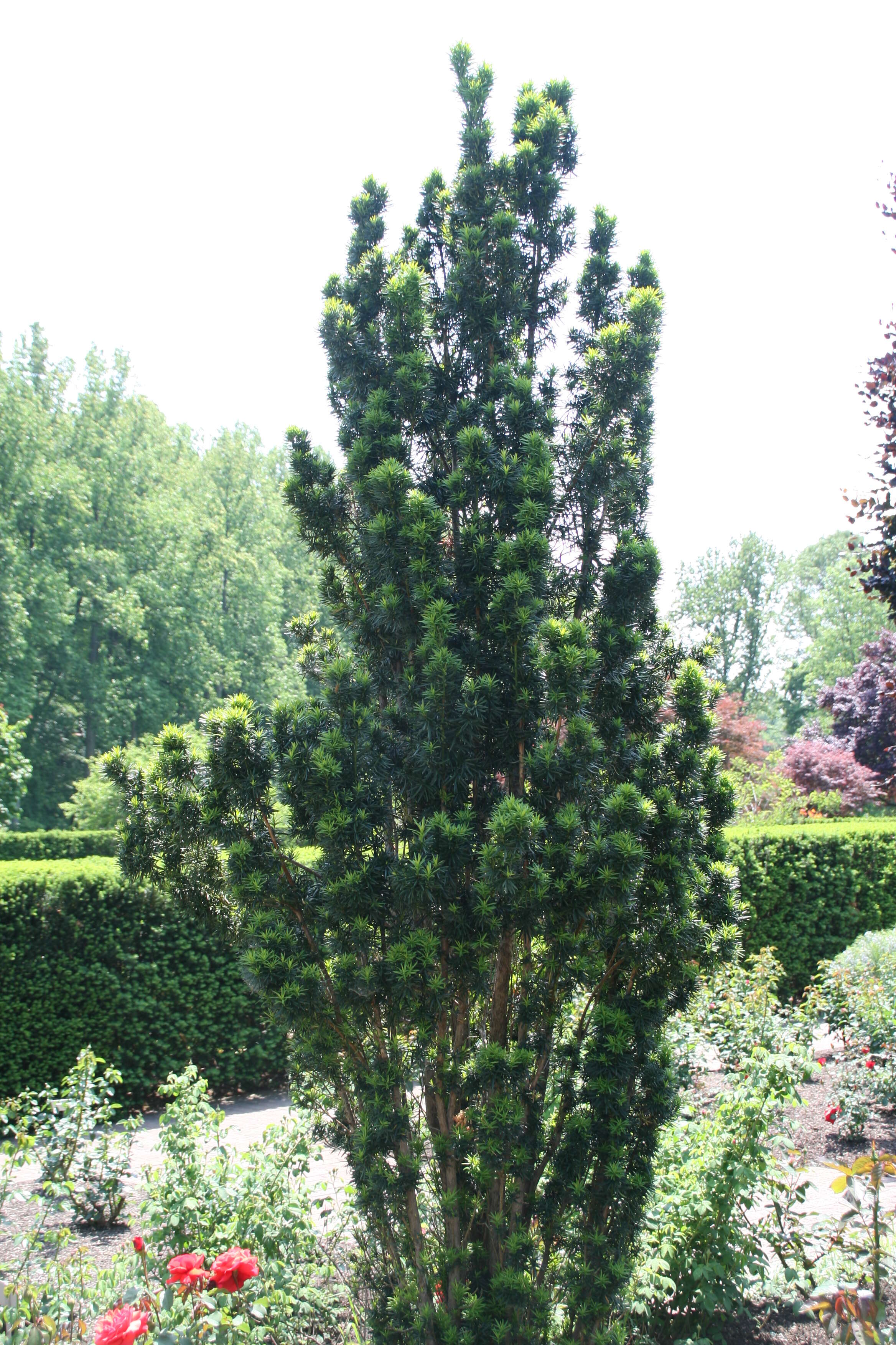 Image of Taxus × media