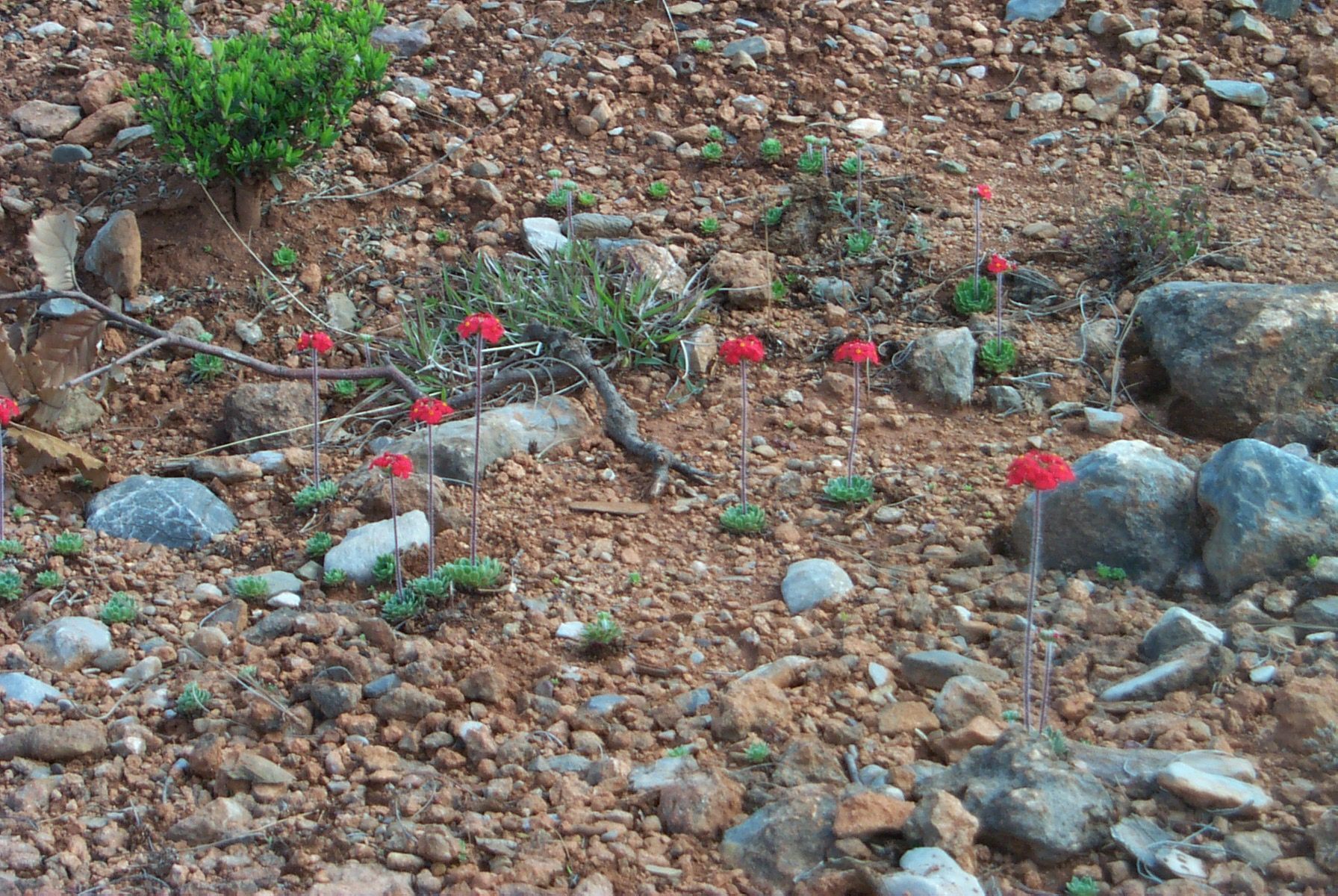 Image of Androsace bulleyana Forrest