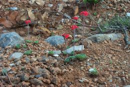 Image of Androsace bulleyana Forrest