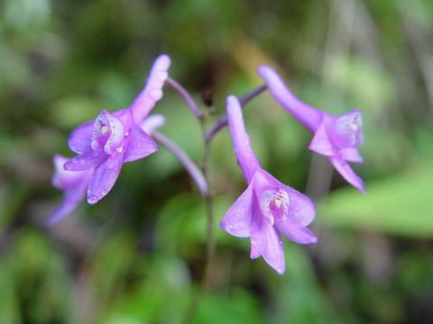 Image of Anthogonium