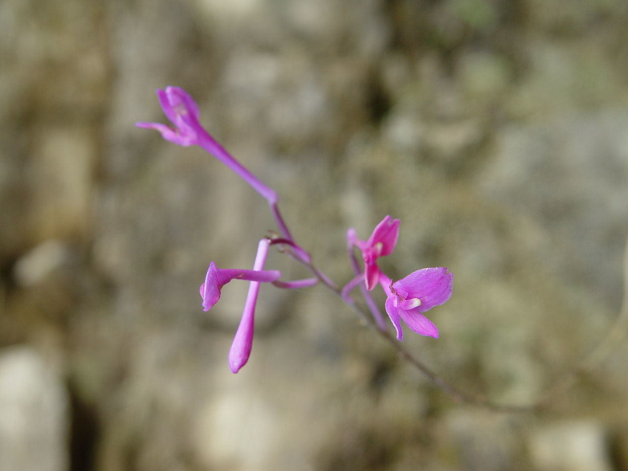 Image of Anthogonium