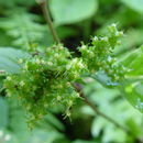 Image of Carlemannia tetragona Hook. fil.