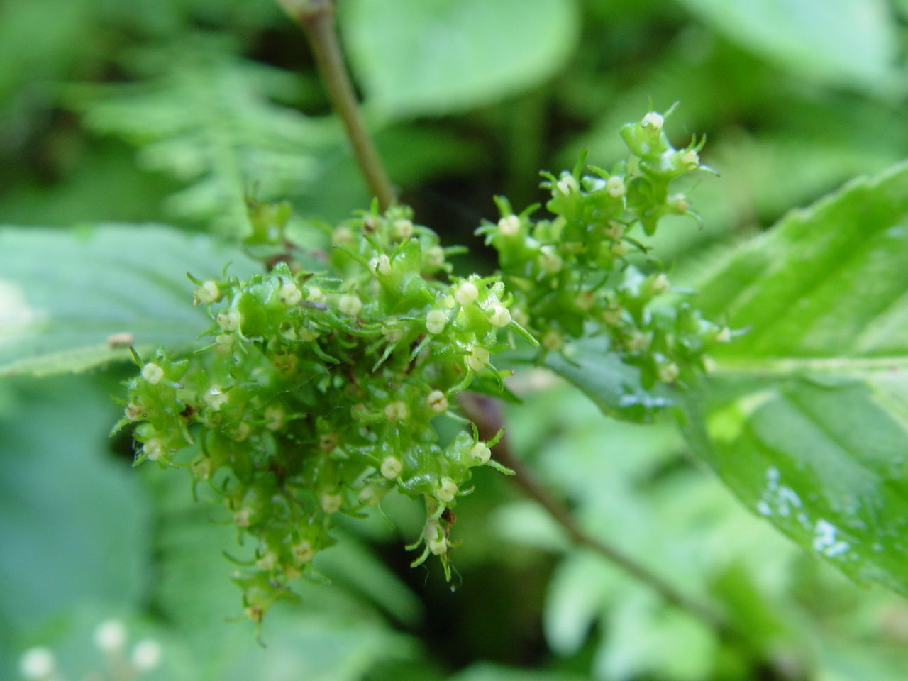 Image de Carlemannia