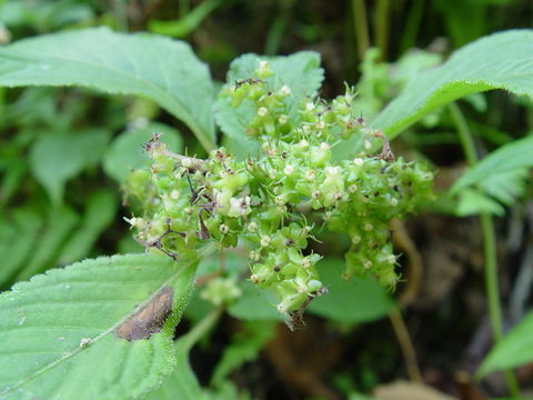 Image of Carlemannia tetragona Hook. fil.