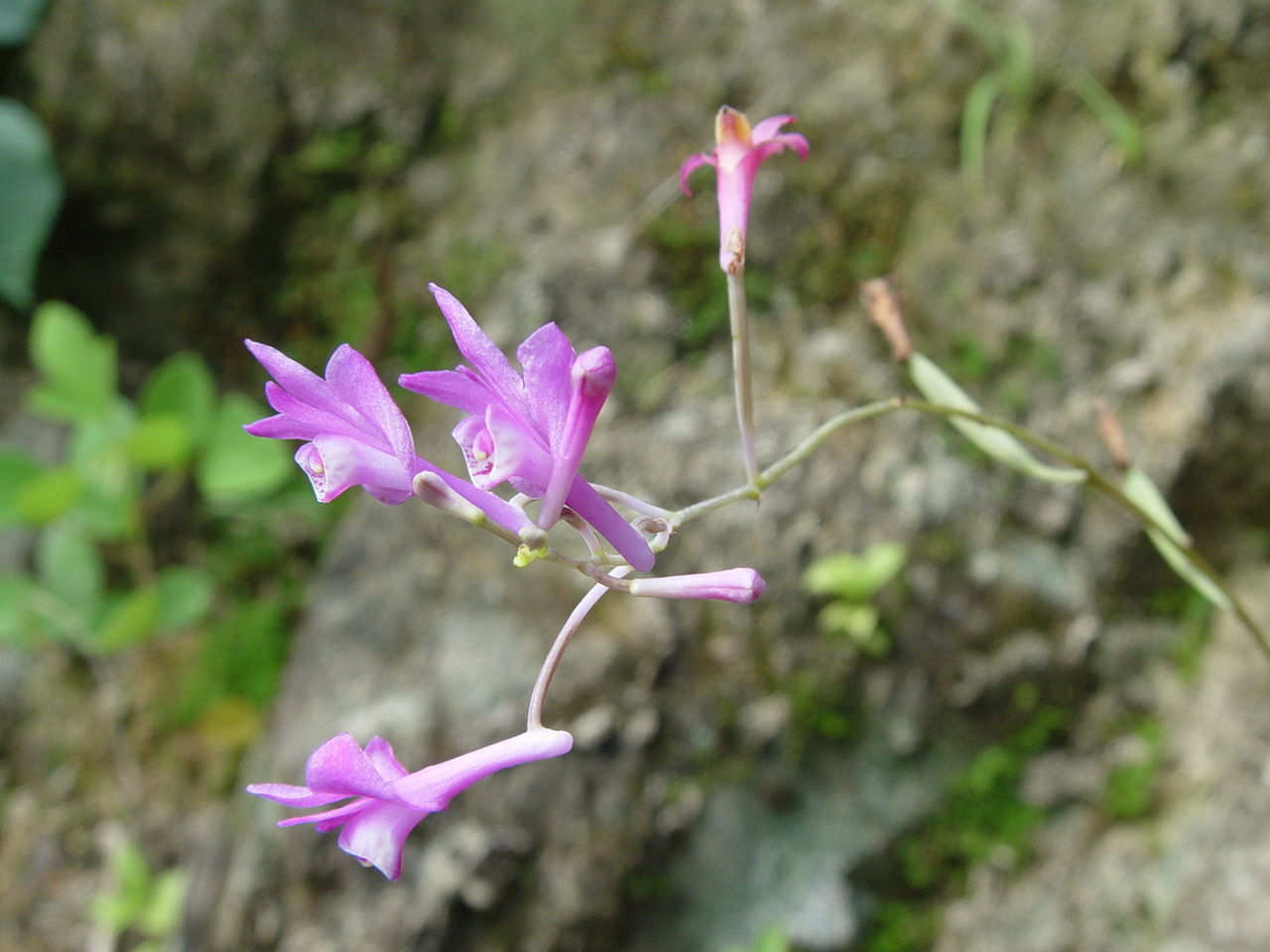 Imagem de Crawfurdia angustata C. B. Cl.