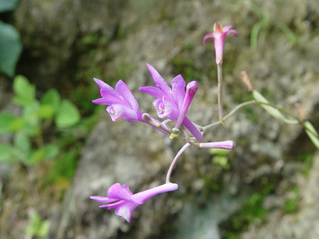 Image of Crawfurdia angustata C. B. Cl.