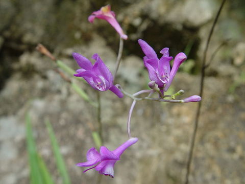 Image of Crawfurdia angustata C. B. Cl.