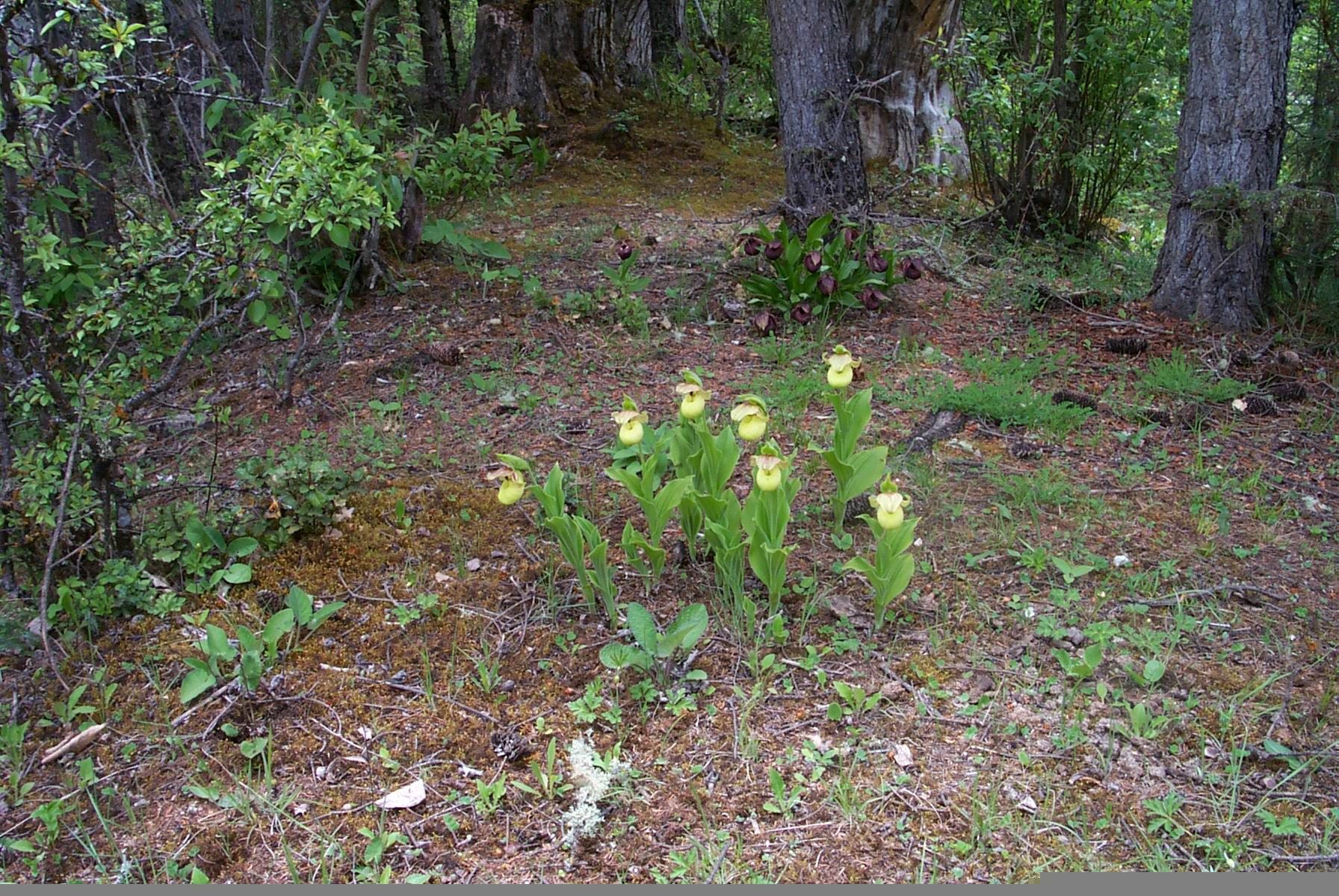 Image of Yellow Cypripedium