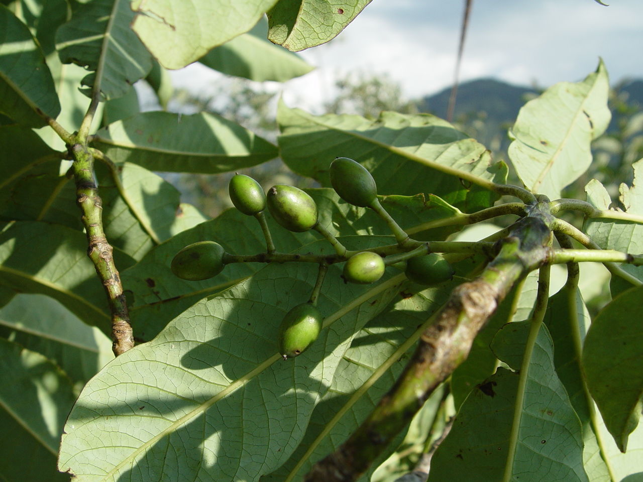 <i>Daphniphyllum chartaceum</i> Rosenth. resmi