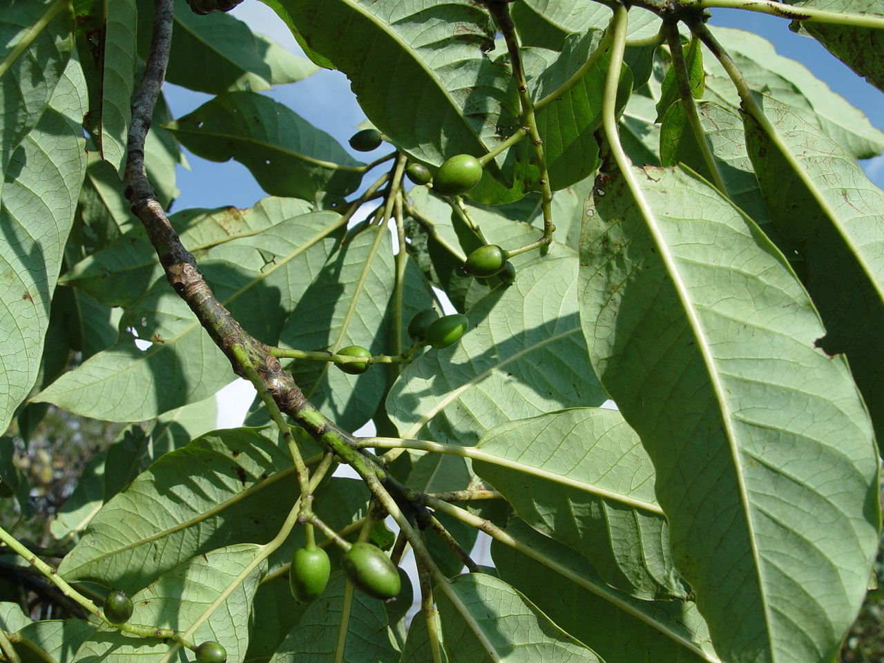 <i>Daphniphyllum chartaceum</i> Rosenth. resmi