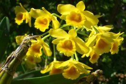 صورة Dendrobium chrysotoxum Lindl.