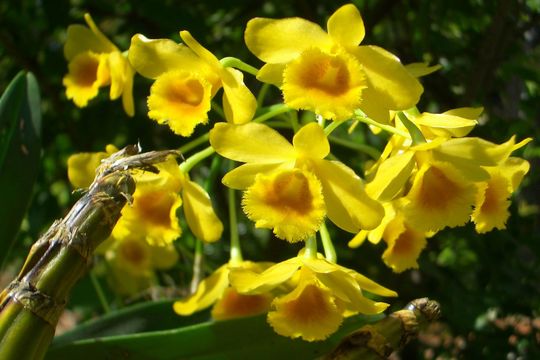 Plancia ëd Dendrobium chrysotoxum Lindl.