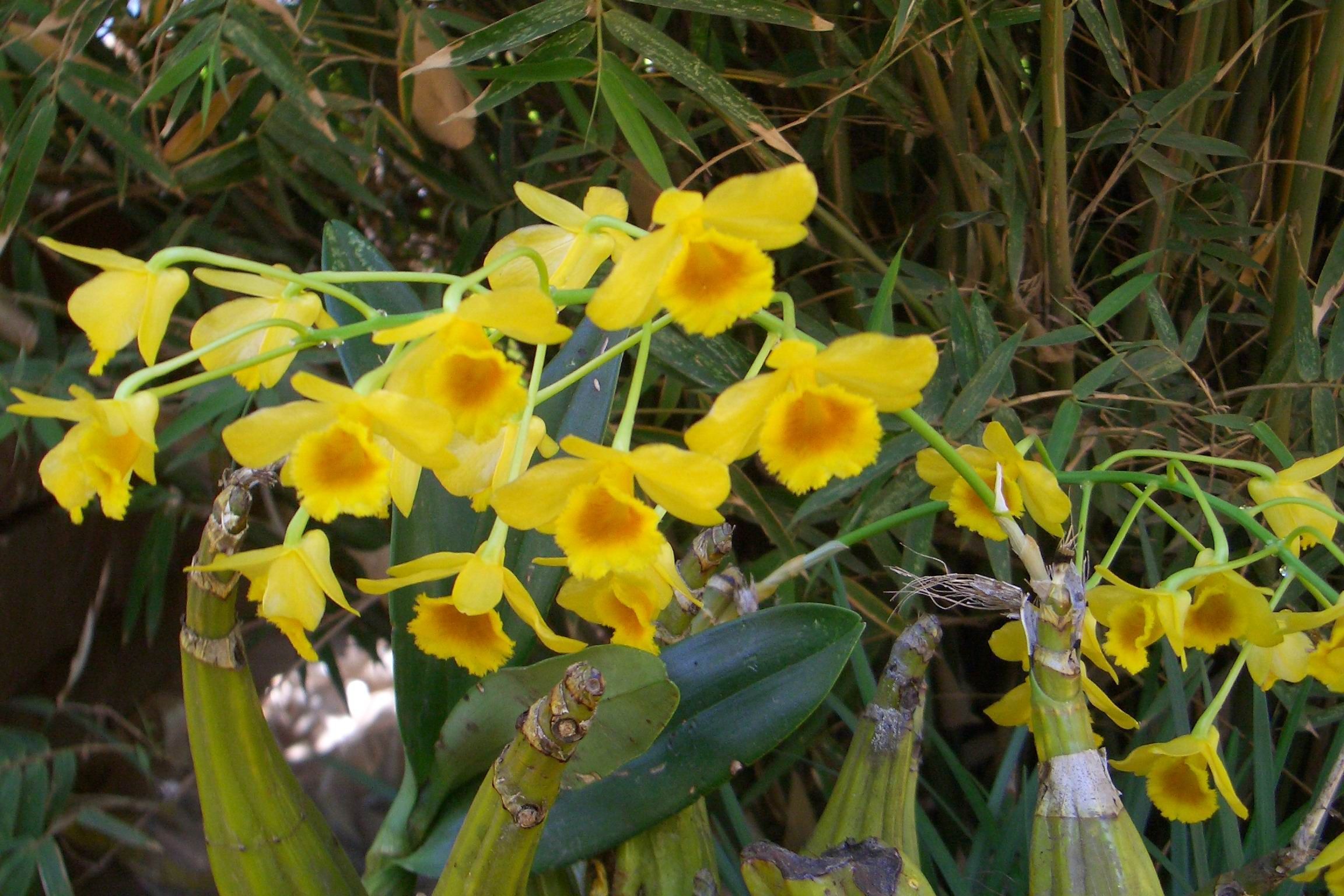 صورة Dendrobium chrysotoxum Lindl.