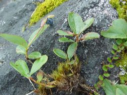 Plancia ëd <i>Gaultheria suborbicularis</i> W. W. Smith