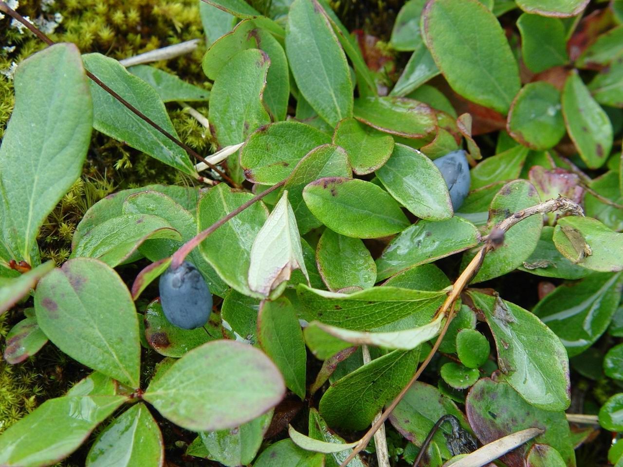 Plancia ëd <i>Gaultheria suborbicularis</i> W. W. Smith