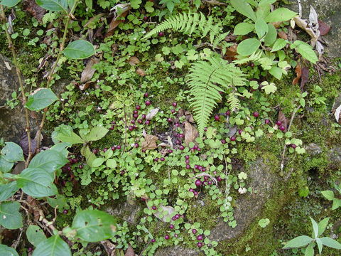 Imagem de Lobelia angulata G. Forst.