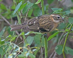 Image of Rose-breasted Grosbeak