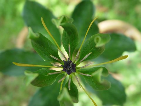 Image of Paris polyphylla var. yunnanensis (Franch.) Hand.-Mazz.