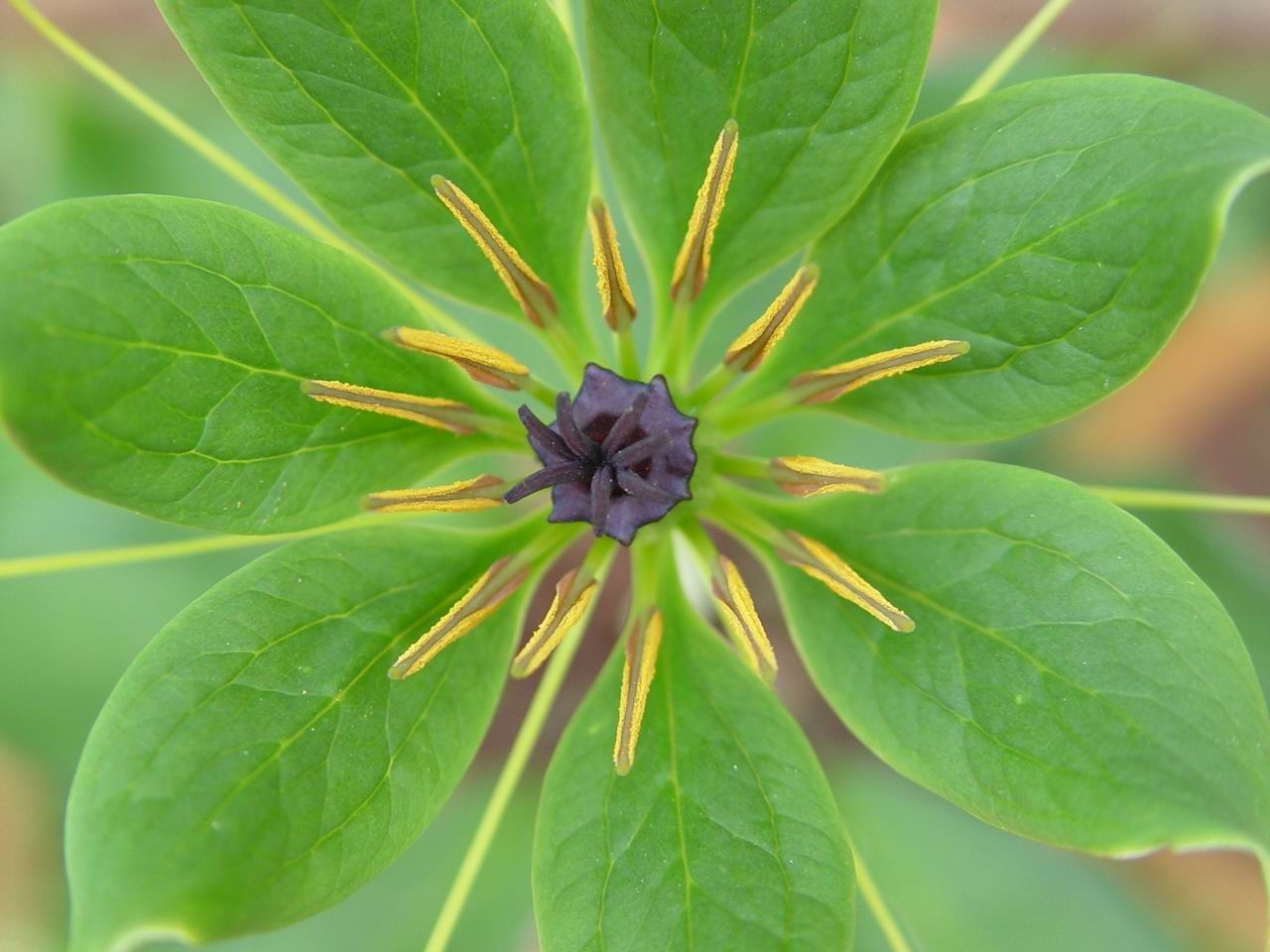 Imagem de Paris polyphylla var. yunnanensis (Franch.) Hand.-Mazz.