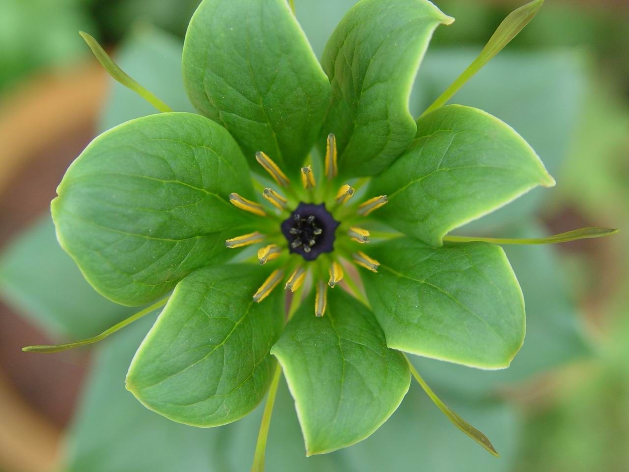 Imagem de Paris polyphylla var. yunnanensis (Franch.) Hand.-Mazz.