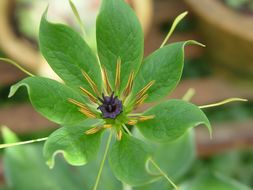 Imagem de Paris polyphylla var. yunnanensis (Franch.) Hand.-Mazz.