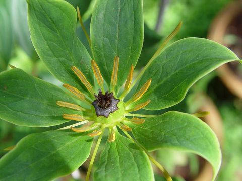 Imagem de Paris polyphylla var. yunnanensis (Franch.) Hand.-Mazz.