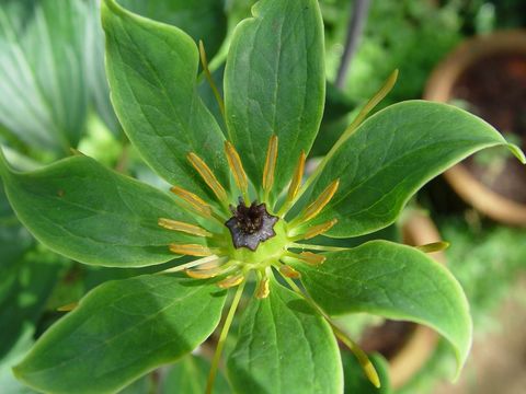 Image of Paris polyphylla var. yunnanensis (Franch.) Hand.-Mazz.