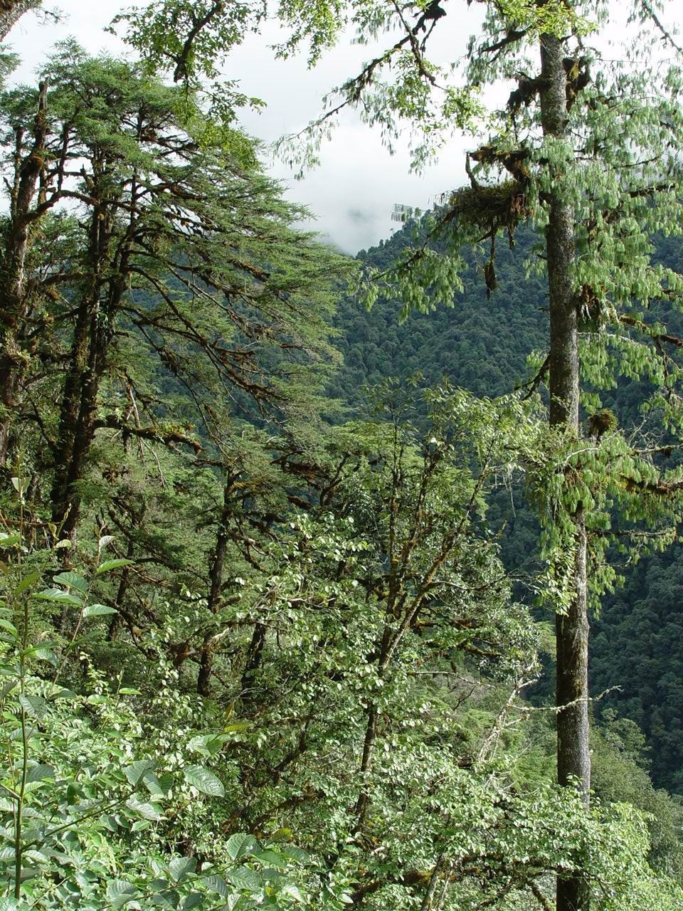 Image of Bhutan Pine