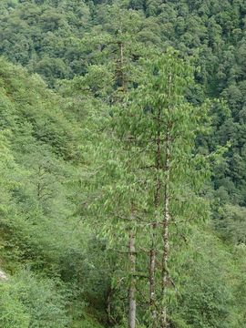 Image of Bhutan Pine