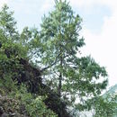 Image of Bhutan Pine