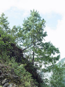 Image of Bhutan Pine