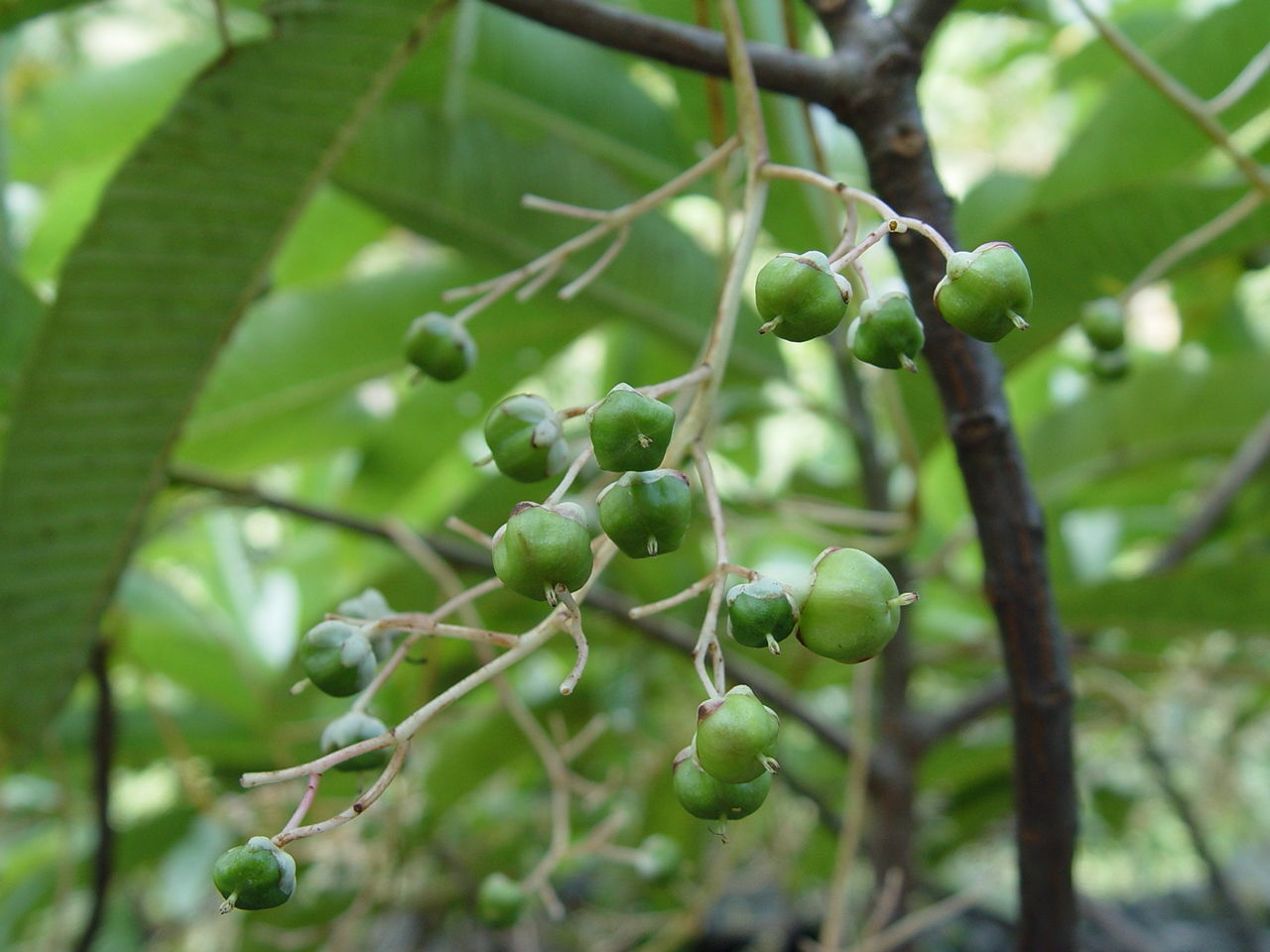 Image of Saurauia napaulensis DC.