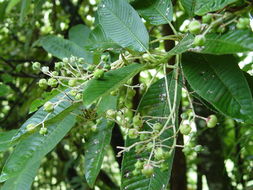 Image of Saurauia napaulensis DC.