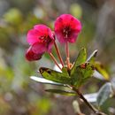 Image of Rhododendron charitopes subsp. tsangpoense (Ward) J. Cullen