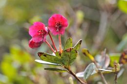 Image of Rhododendron charitopes subsp. tsangpoense (Ward) J. Cullen