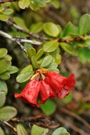 Image of Rhododendron forrestii I. B. Balf. ex Diels